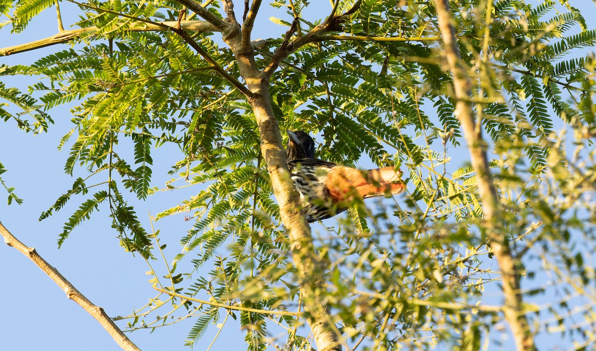 Maroon Oriole - ML644696880