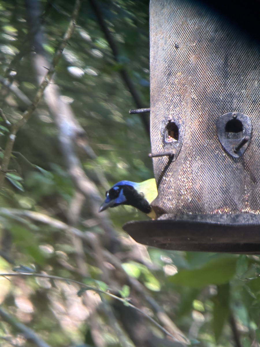 Yeşil Karga - ML644696897