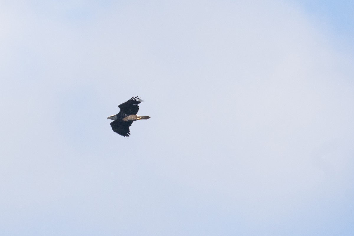 ハクトウワシ - ML644696898