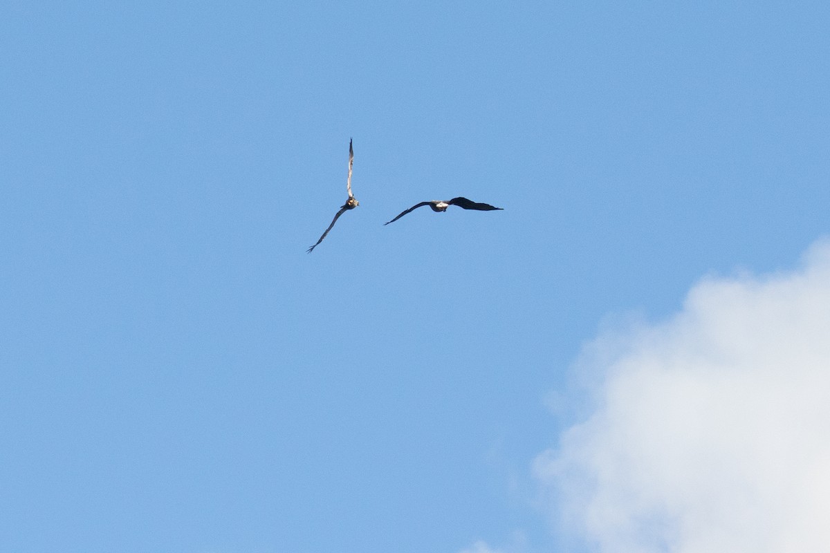 ハクトウワシ - ML644696899