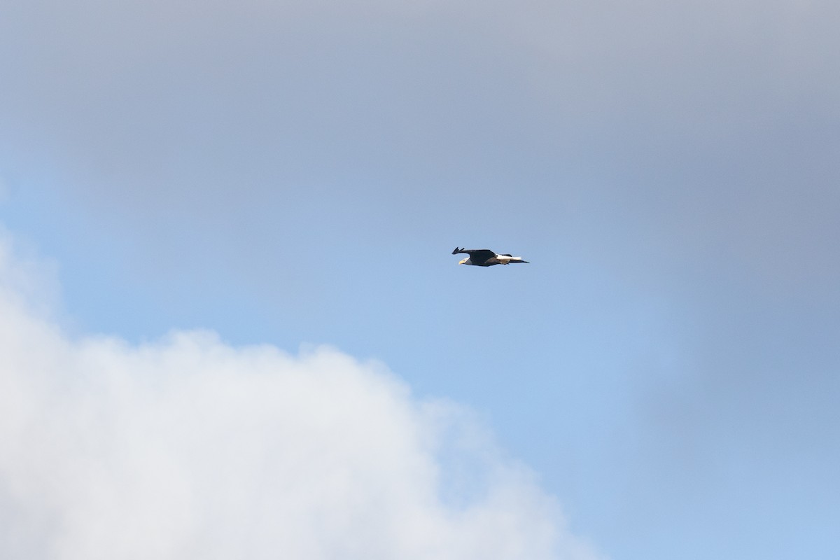 ハクトウワシ - ML644696900