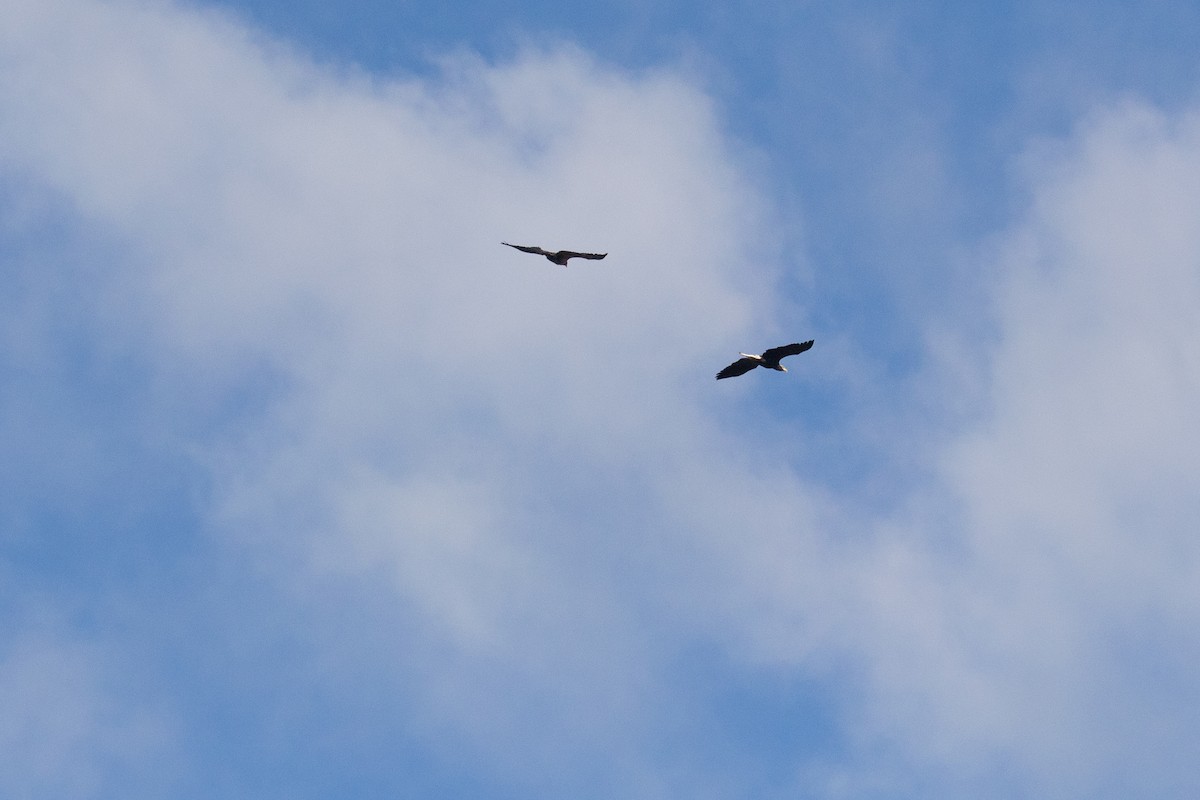 ハクトウワシ - ML644696903