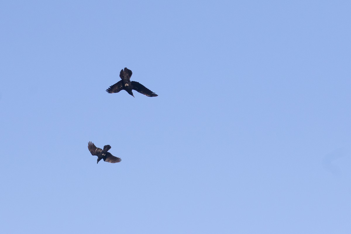 Erroi handia - ML644696913