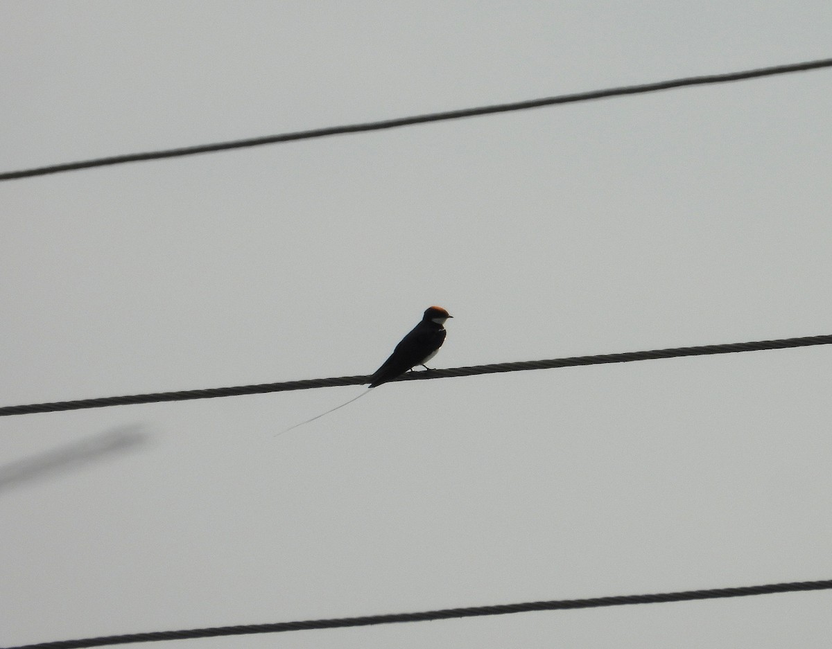 Wire-tailed Swallow - ML644696921