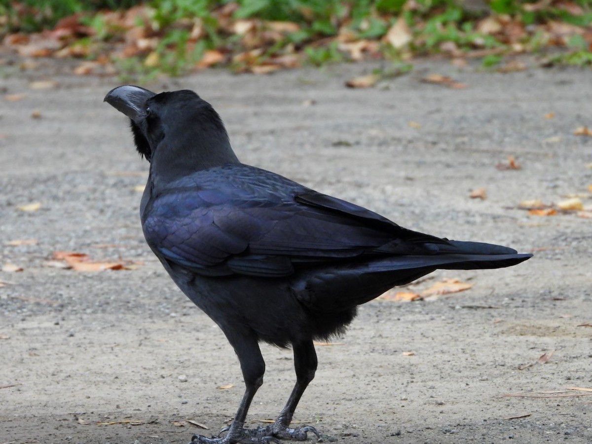 Large-billed Crow - ML644696937
