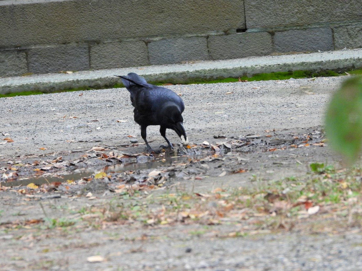 Large-billed Crow - ML644696938