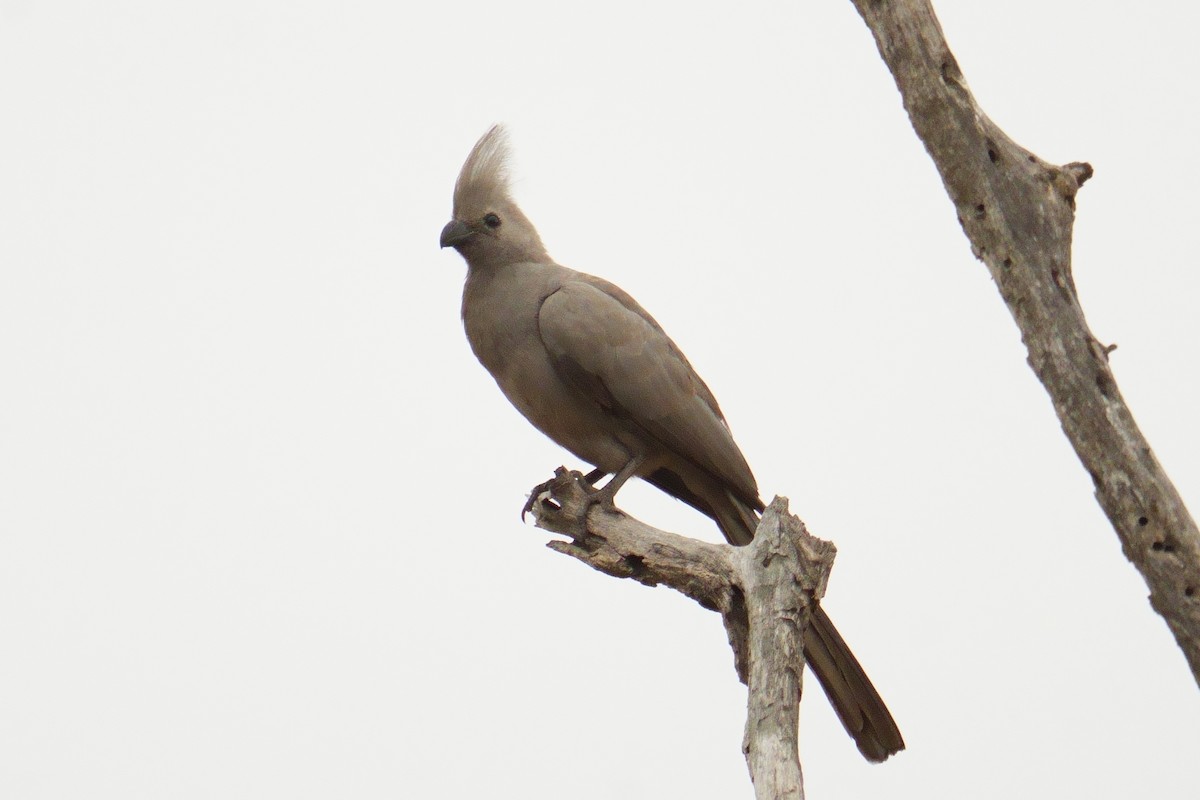 Touraco concolore - ML644696941