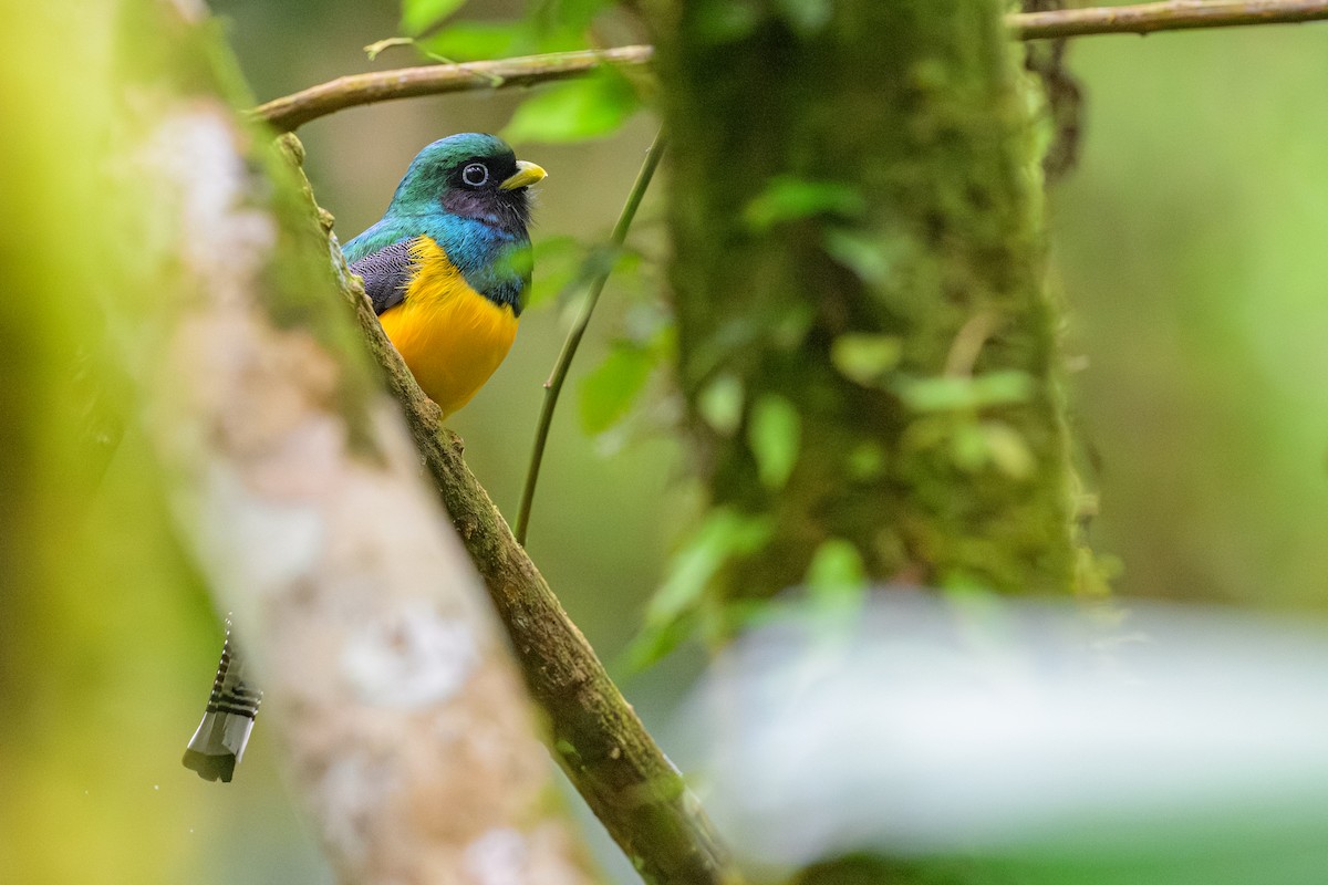 søredeltrogon - ML644696942