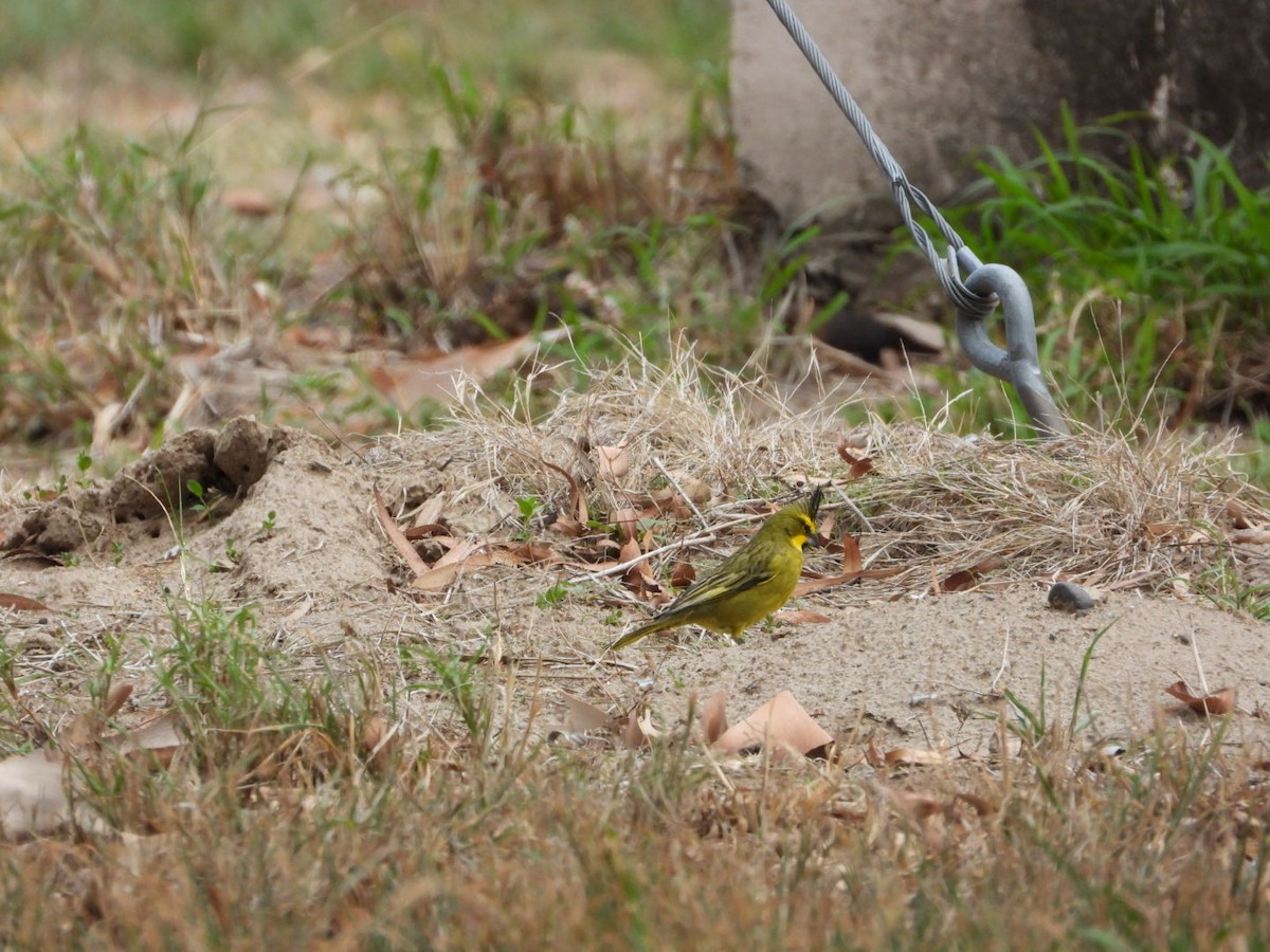Yellow Cardinal - ML644696944