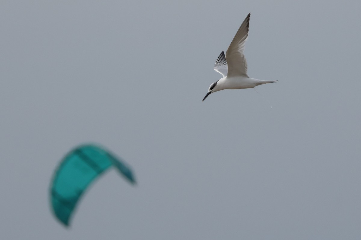 Sterne caugek - ML644696957