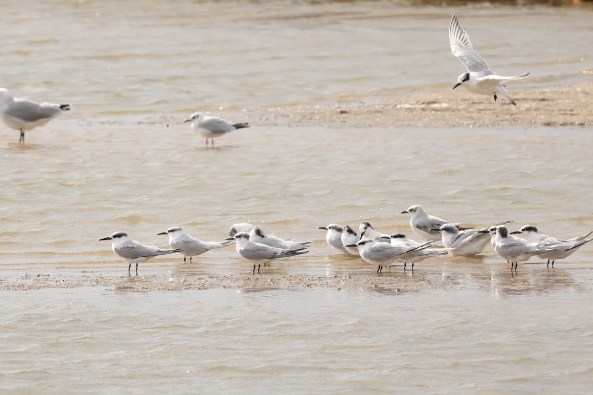 Sandwich Tern - ML644696958
