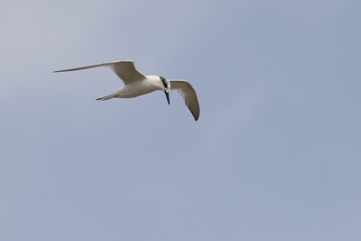 Sterne caugek - ML644696959