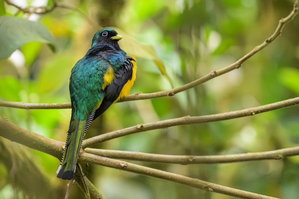 søredeltrogon - ML644696969