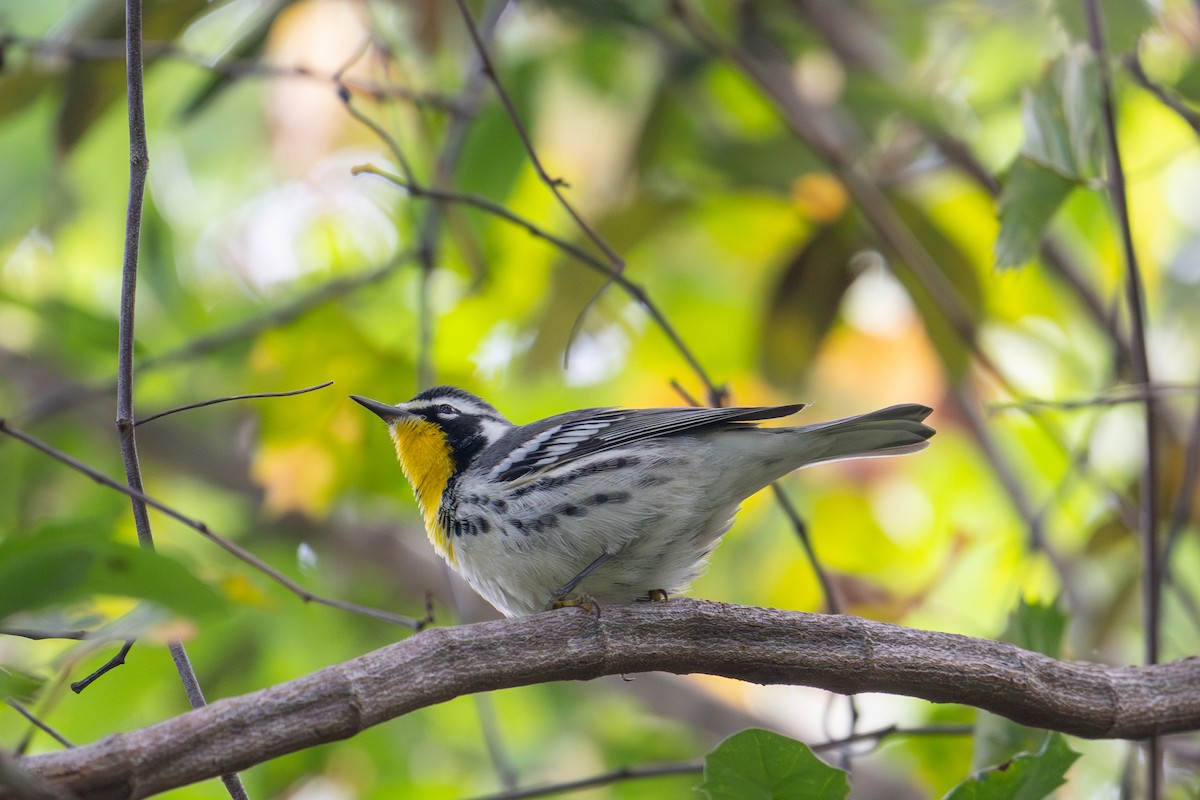 Yellow-throated Warbler (albilora) - ML644696991