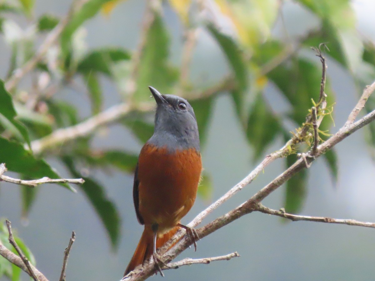 Forest Rock-Thrush (Forest) - ML644696992