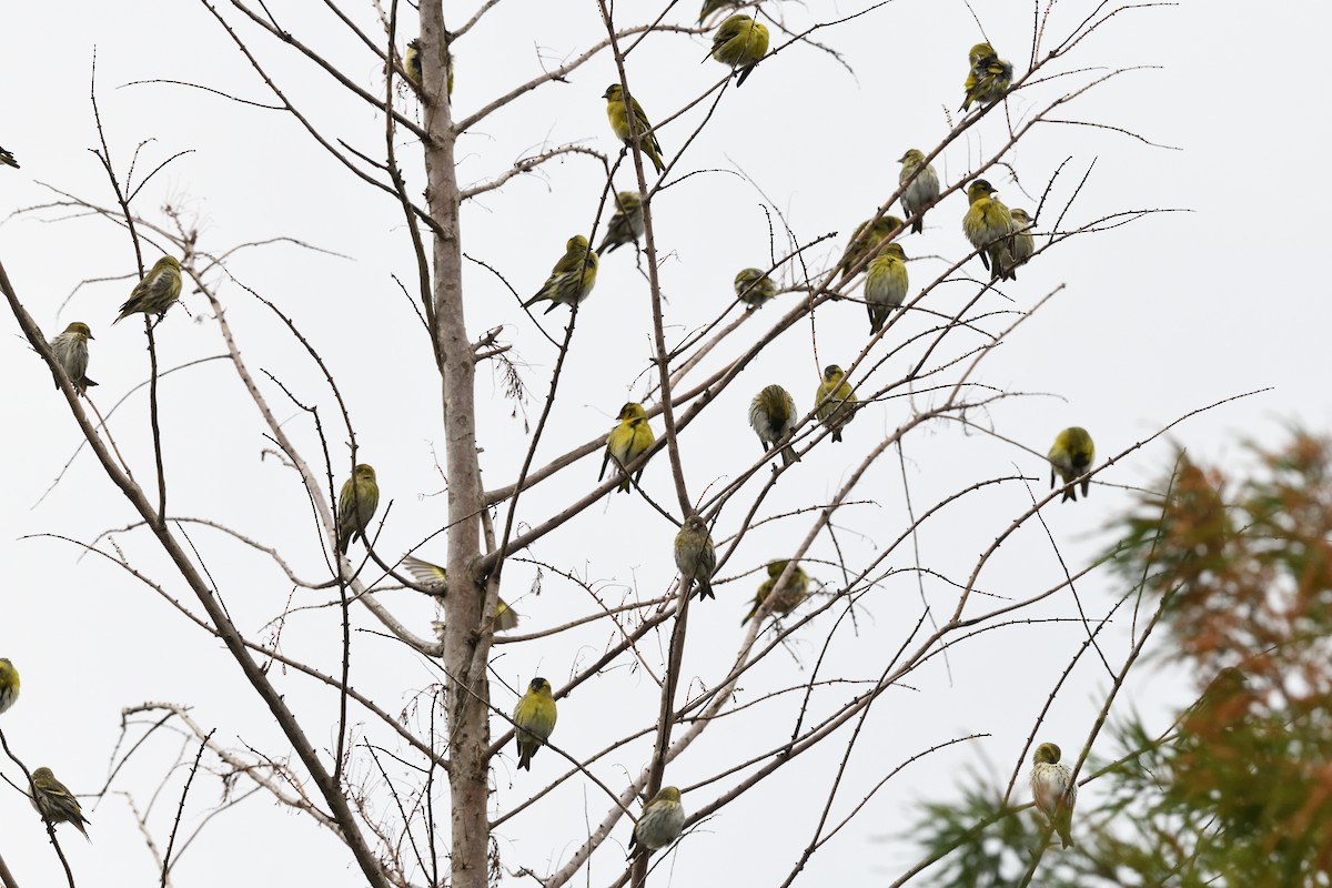 Eurasian Siskin - ML644696993