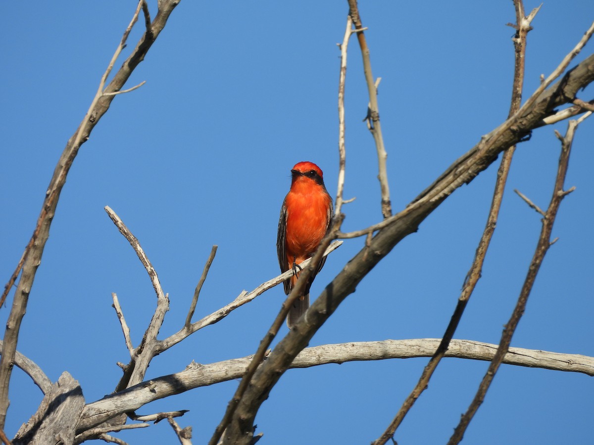 Vermilion Flycatcher - ML644696994