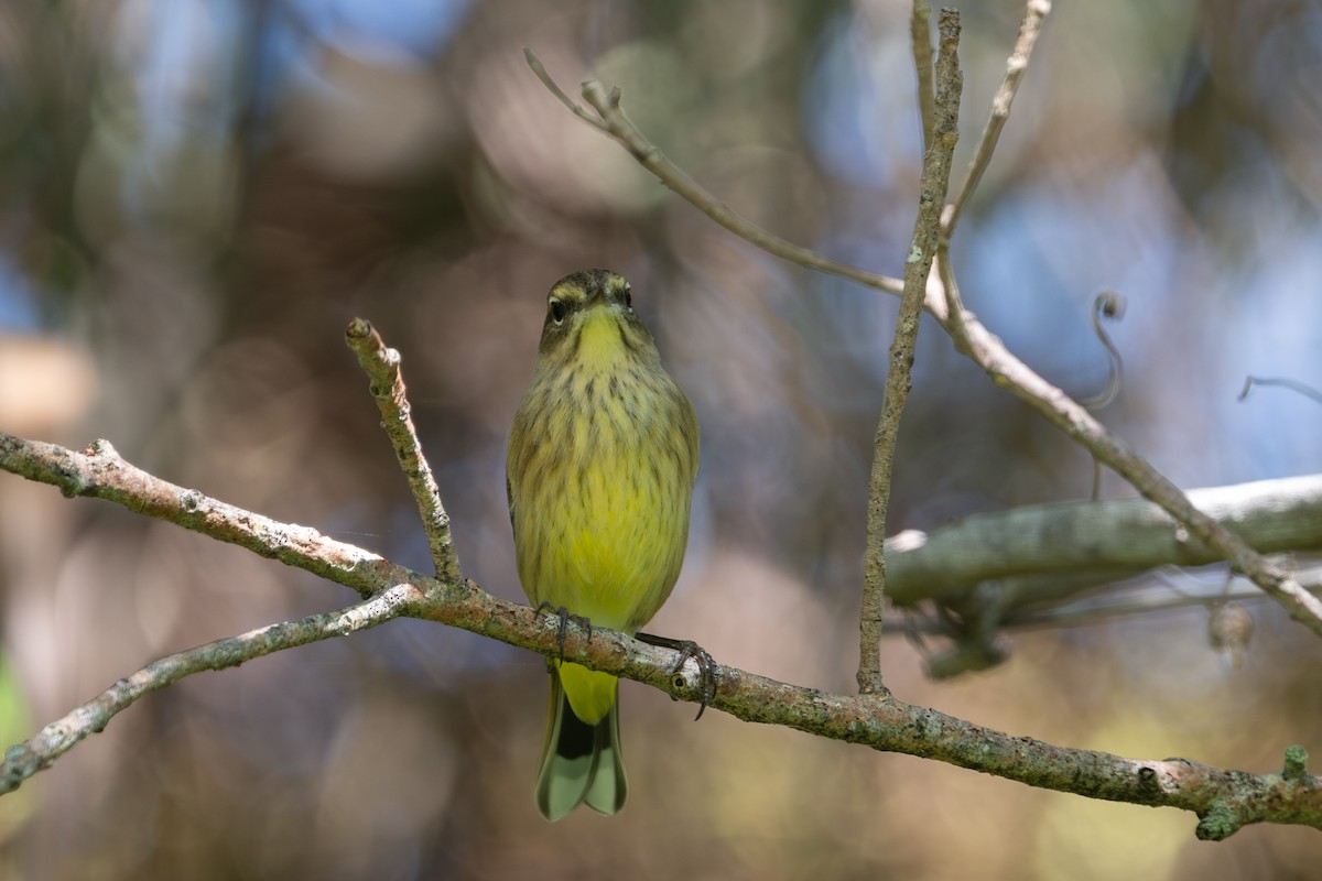 Palm Warbler (Yellow) - ML644696995