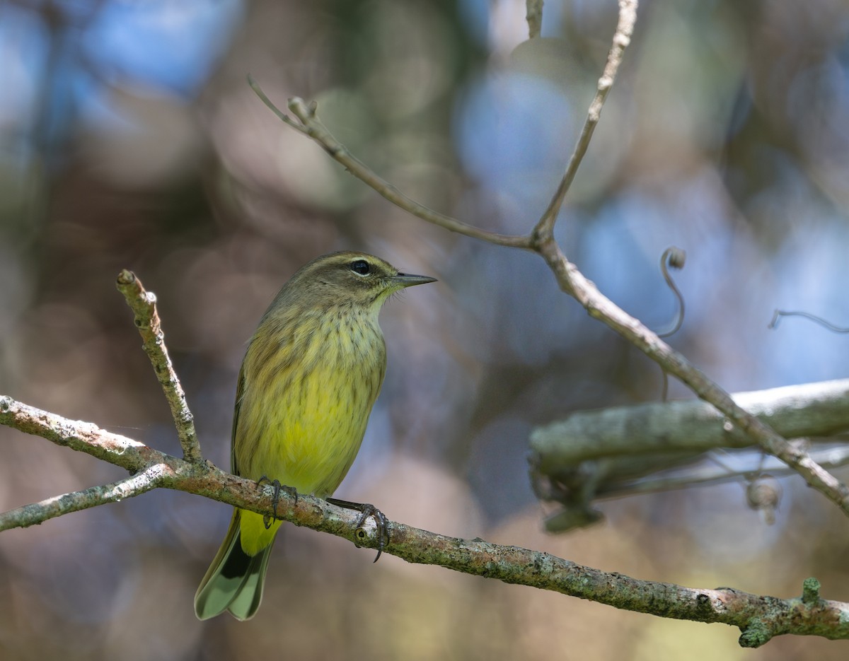 Palm Warbler (Yellow) - ML644696996