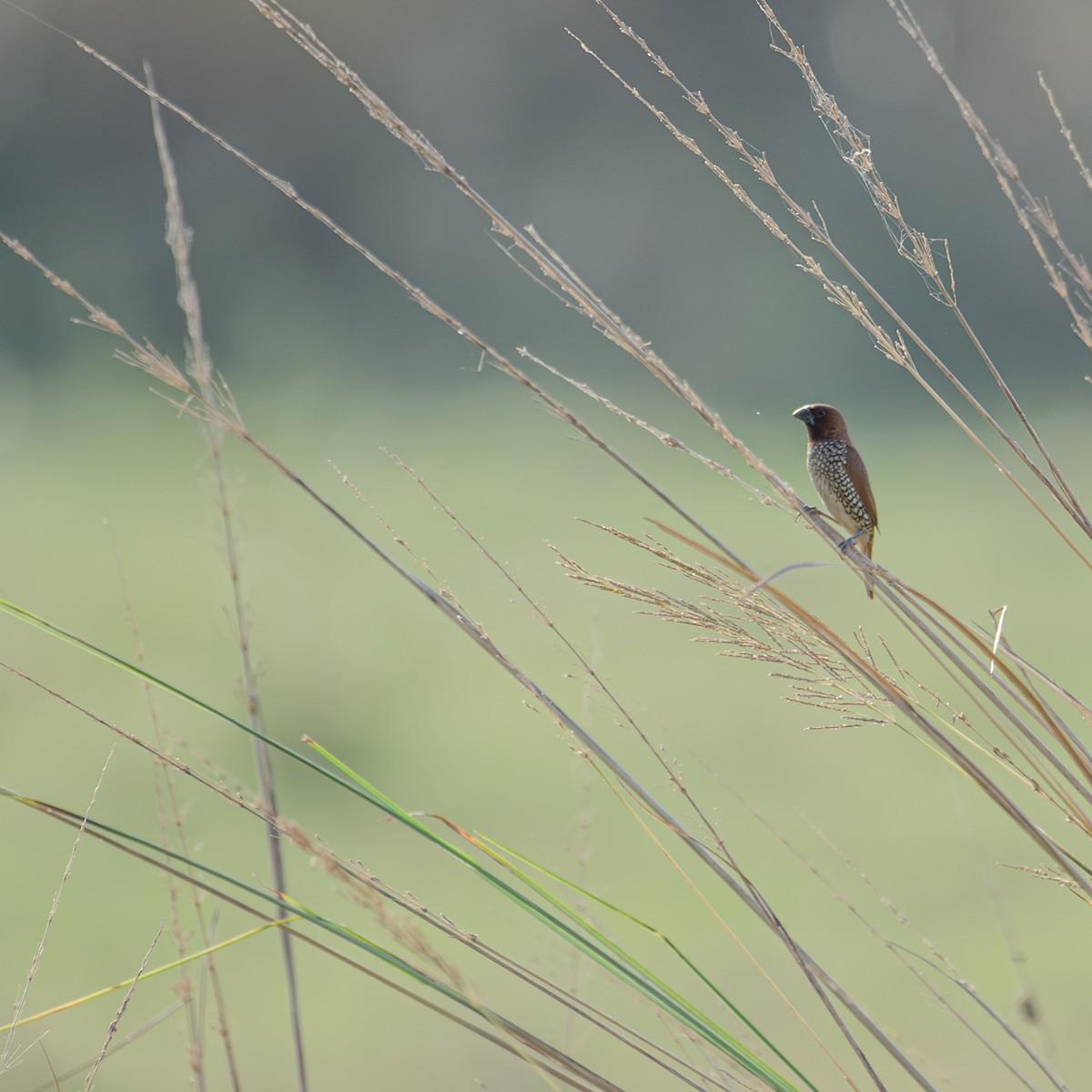 Scaly-breasted Munia - ML644696997