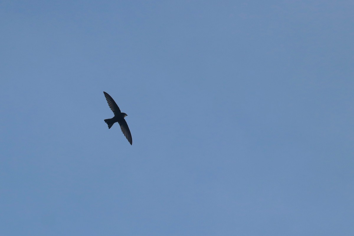 House Swift - ML644697000