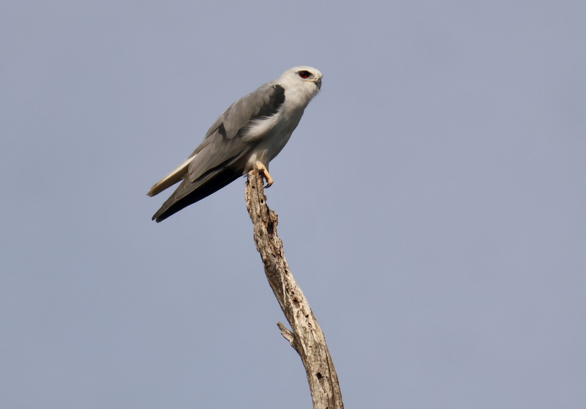 Black-winged Kite - ML644697002