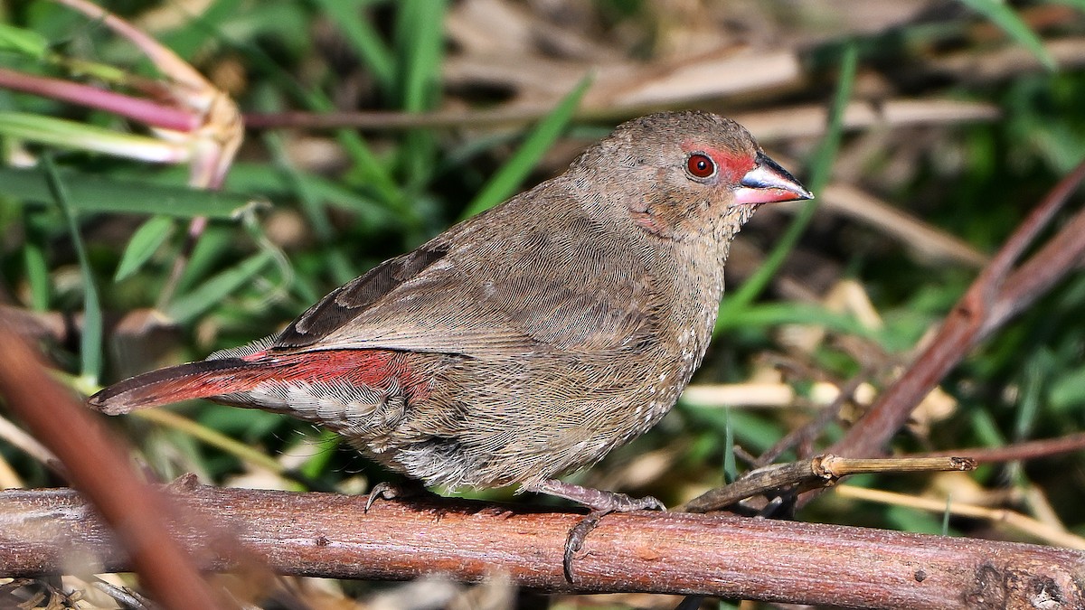Red-billed Firefinch - ML644697003