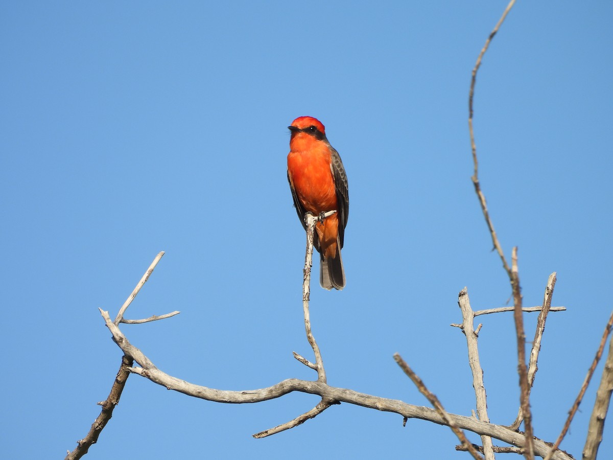 Vermilion Flycatcher - ML644697004