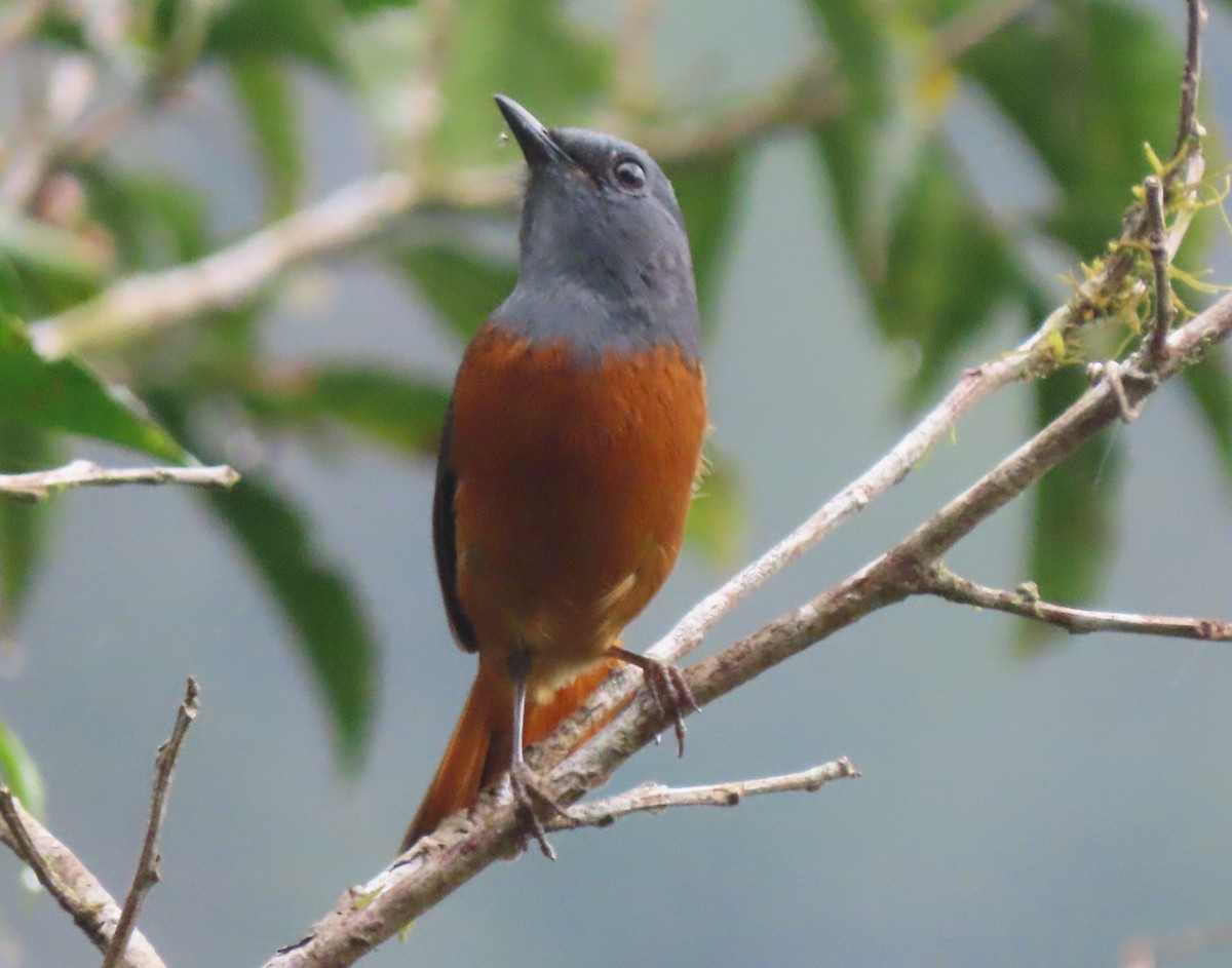 Forest Rock-Thrush (Forest) - ML644697005
