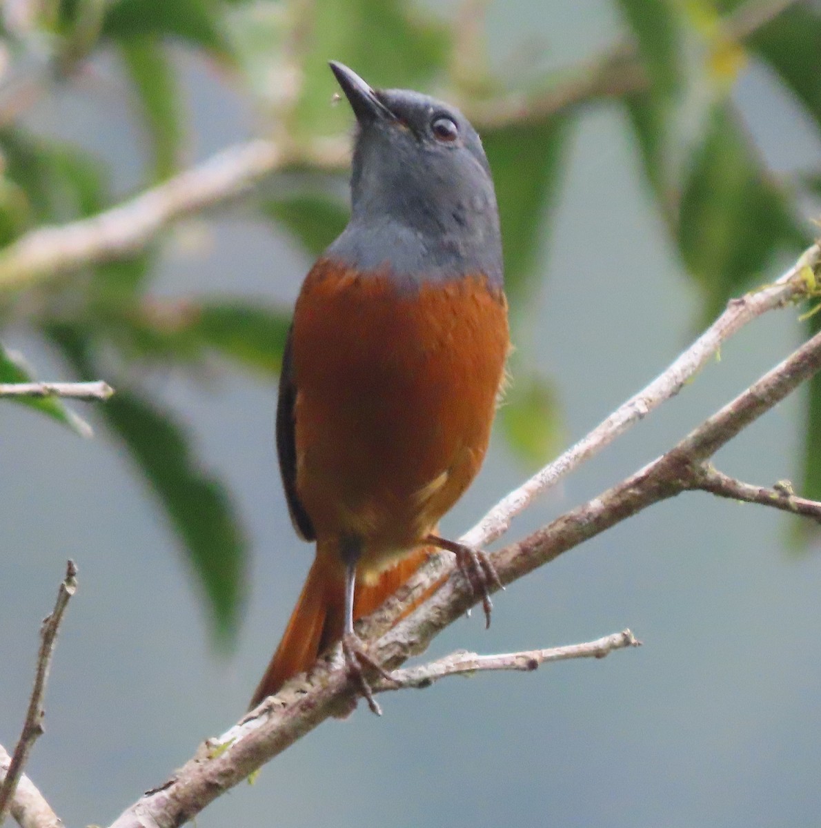 Forest Rock-Thrush (Forest) - ML644697006
