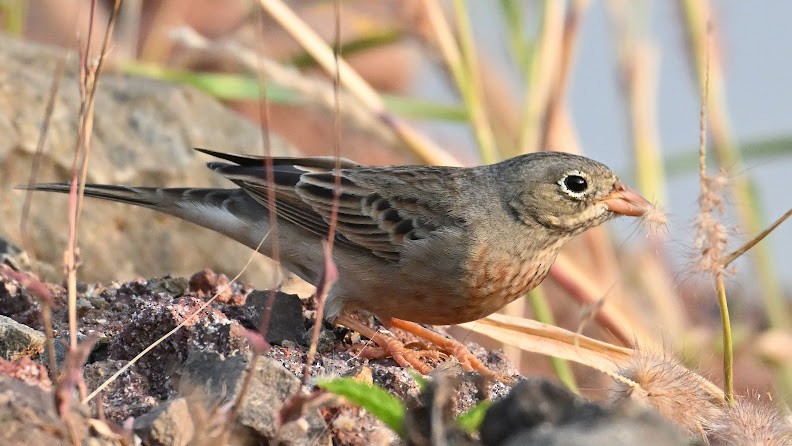 Gray-necked Bunting - ML644697007