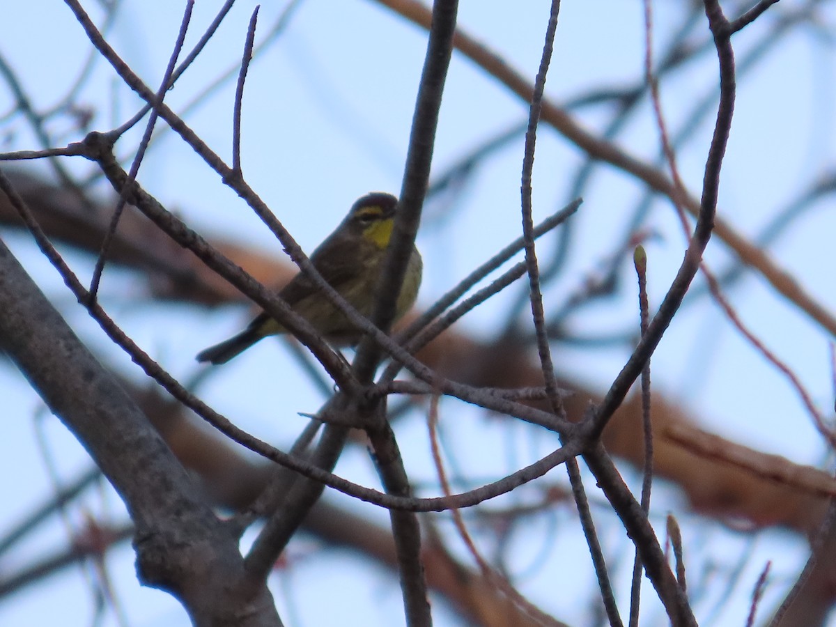 Palm Warbler - ML644697009