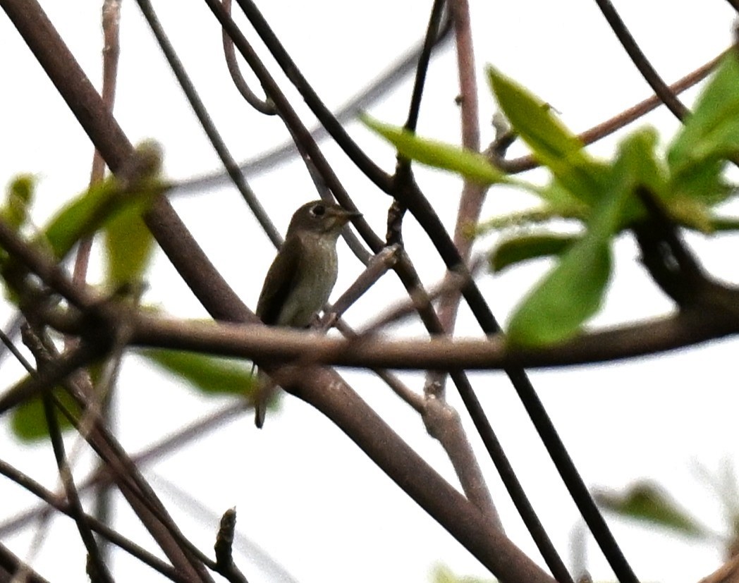 Asian Brown Flycatcher - ML644697010