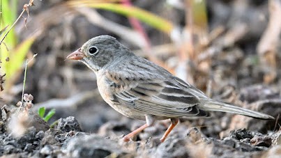 Gray-necked Bunting - ML644697011