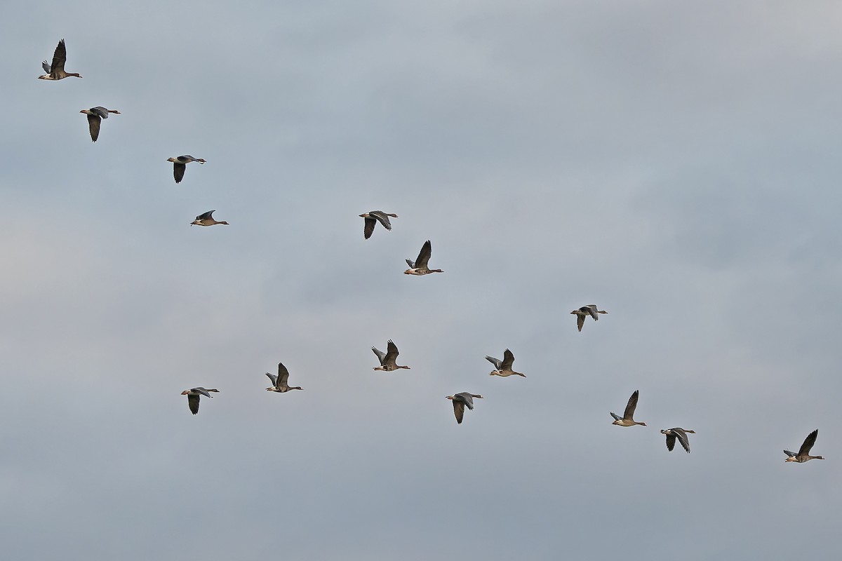 Greater White-fronted Goose - ML644697015