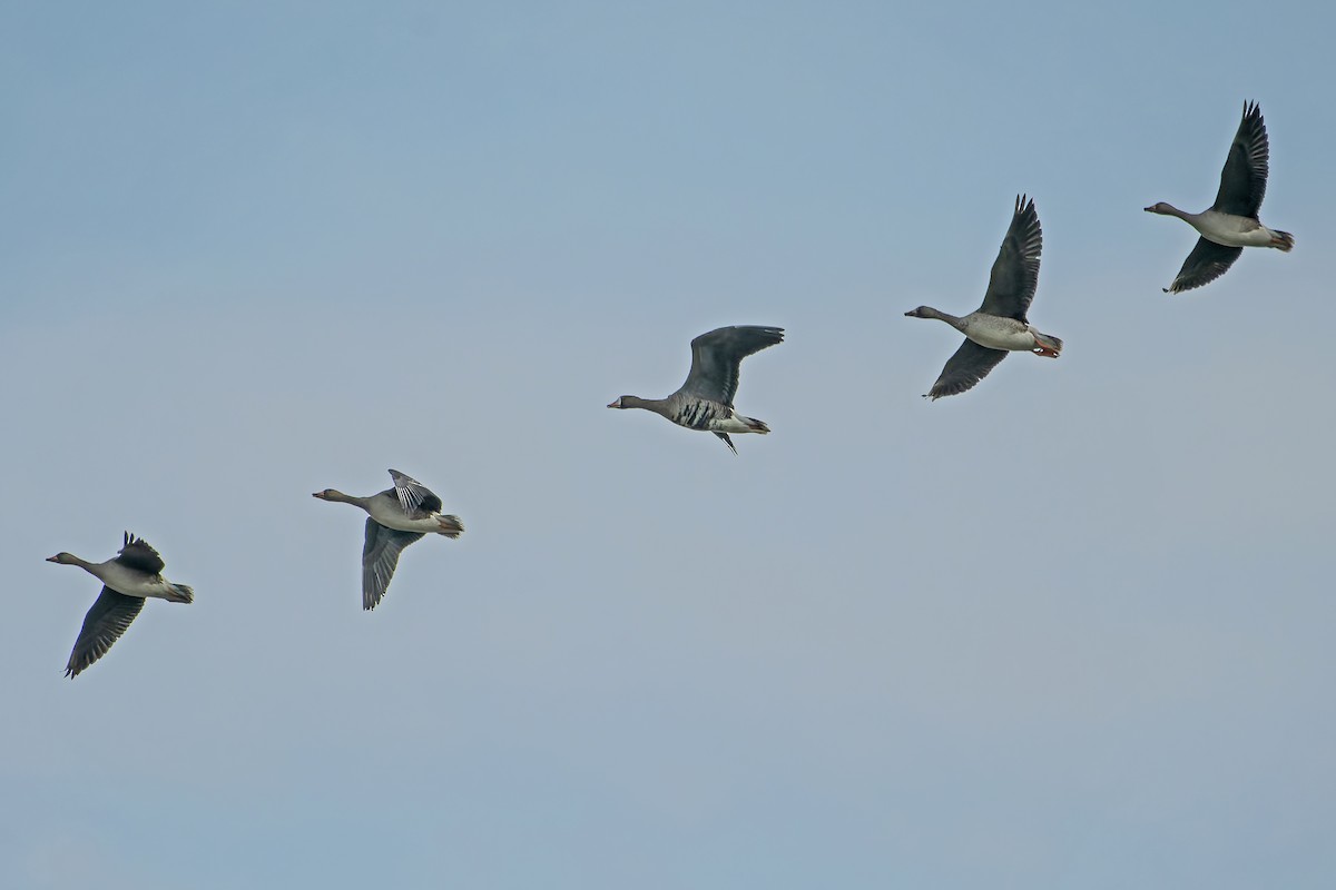 Greater White-fronted Goose - ML644697016