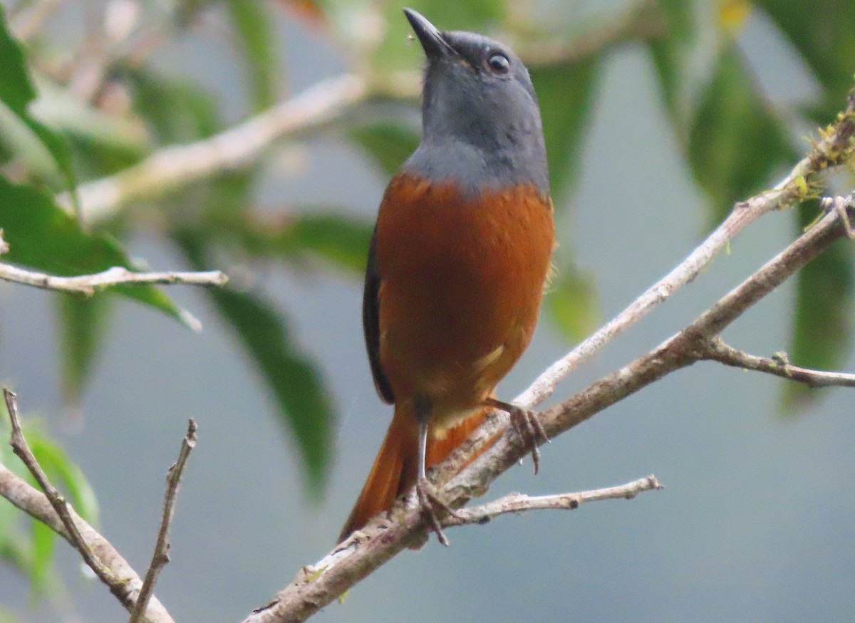 Forest Rock-Thrush (Forest) - ML644697017