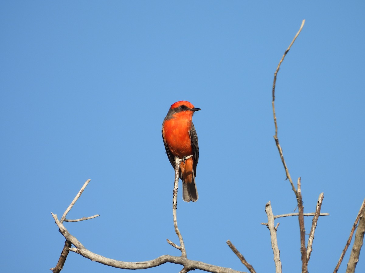 Vermilion Flycatcher - ML644697018