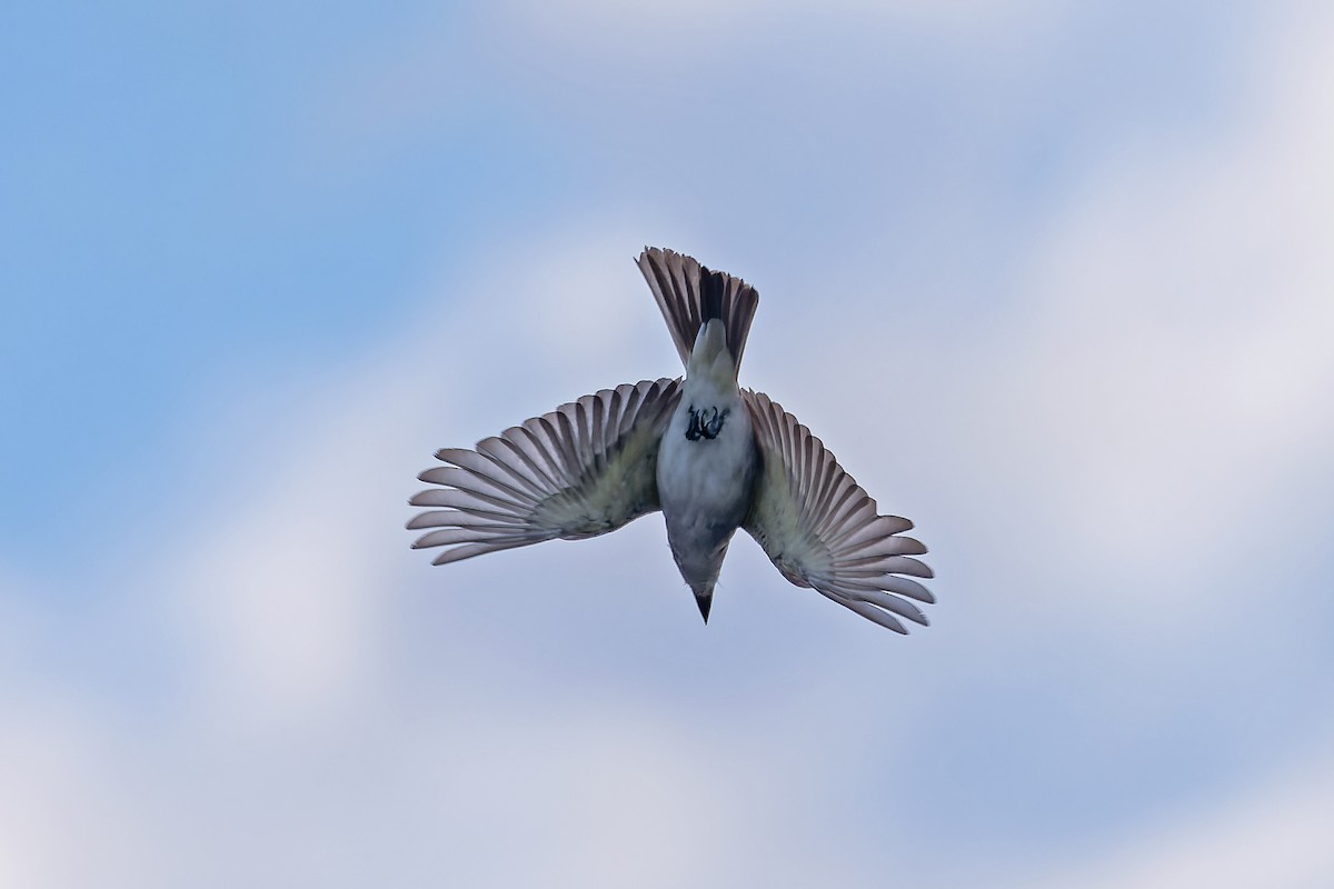 Gray Kingbird - ML644697019