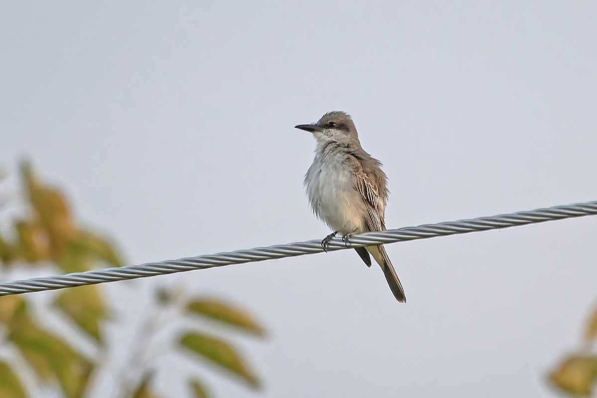 Gray Kingbird - ML644697020