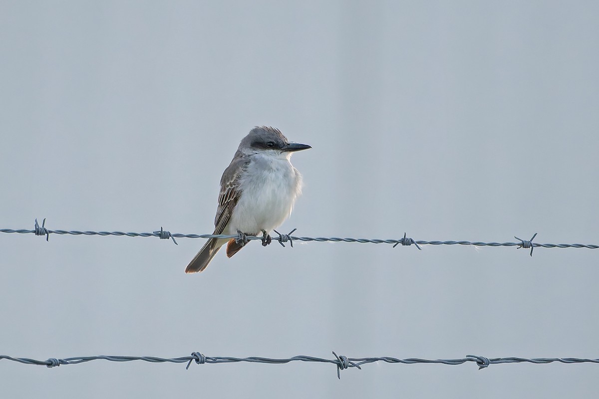 Gray Kingbird - ML644697021
