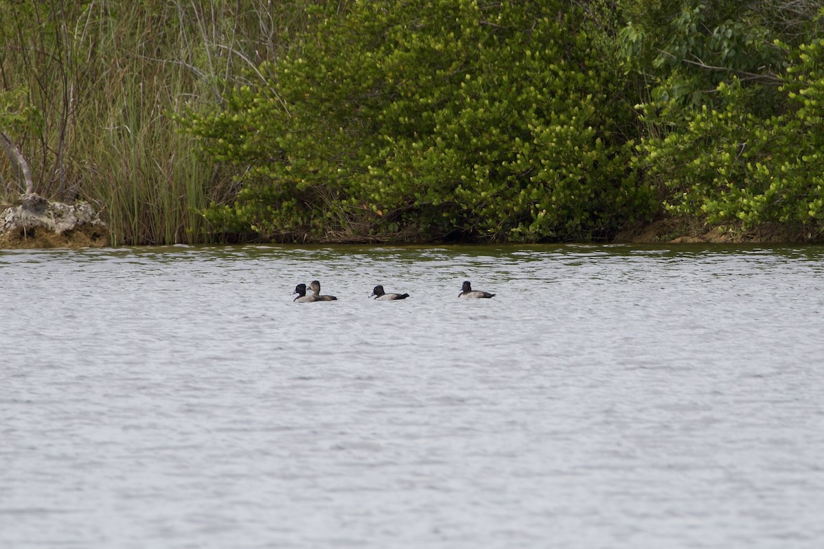 Ring-necked Duck - ML644697022