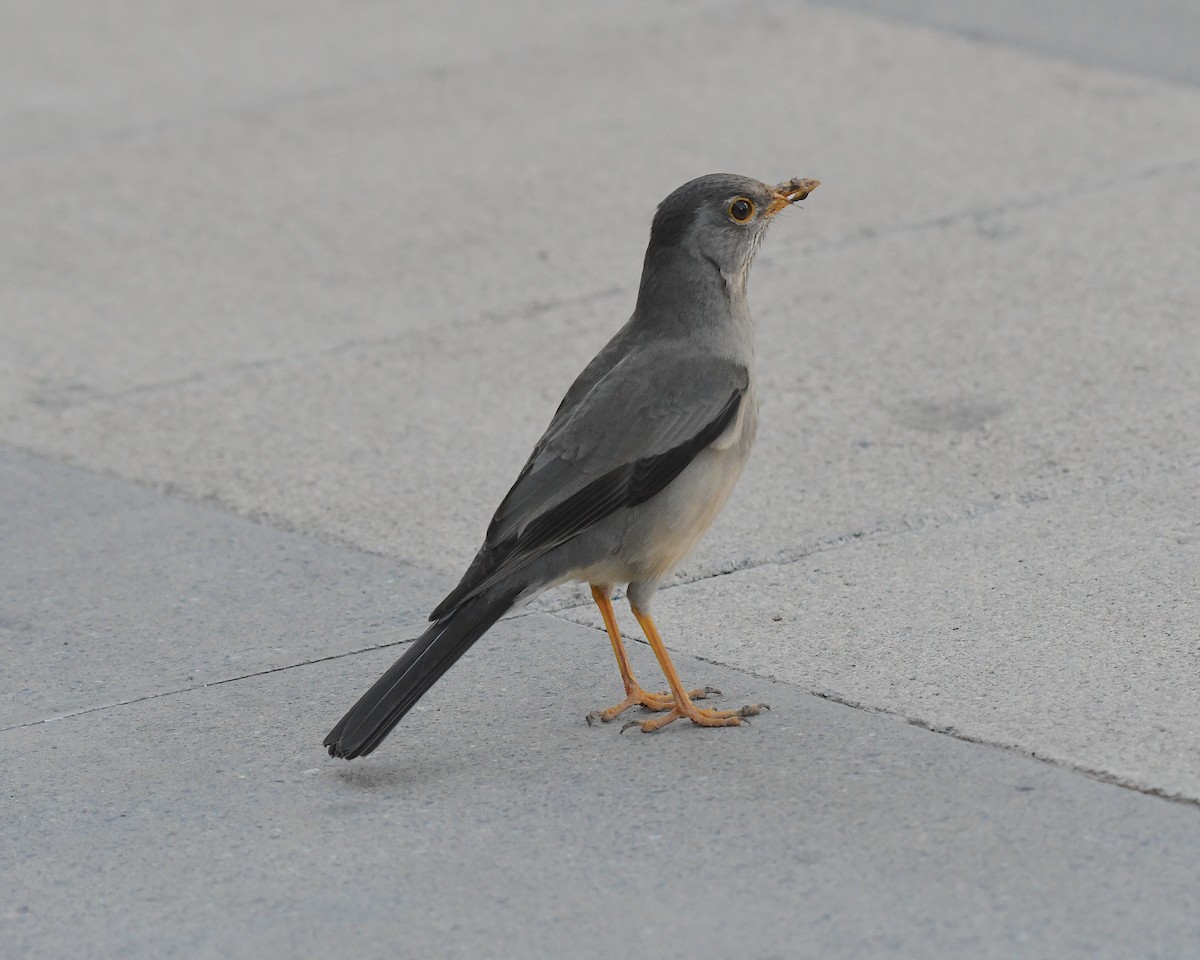 Austral Thrush - ML644697023