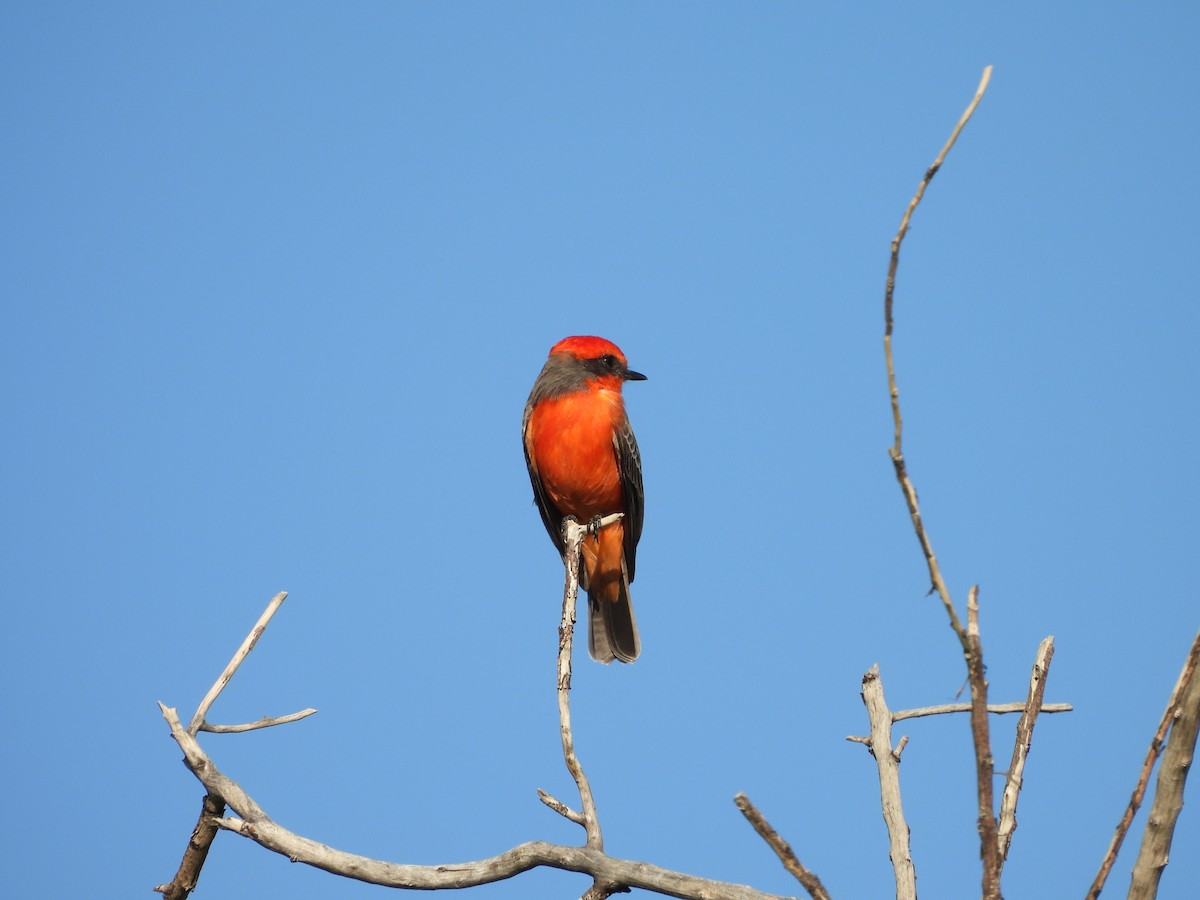 Vermilion Flycatcher - ML644697024