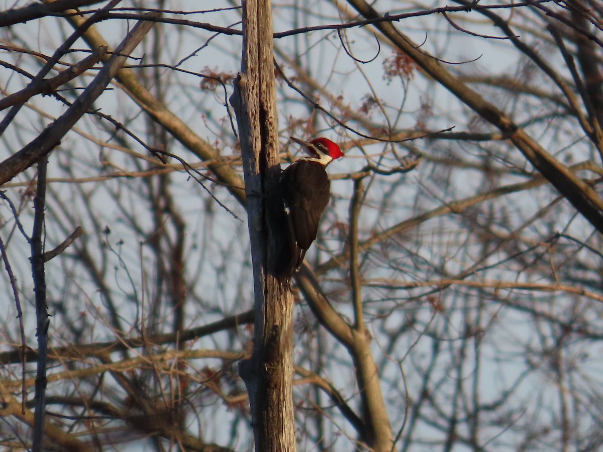 datel chocholatý - ML644697030