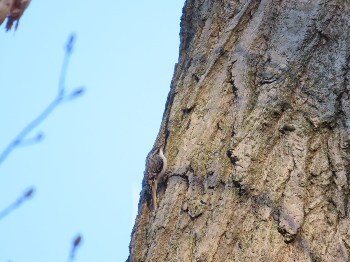 Grimpereau brun - ML644697041