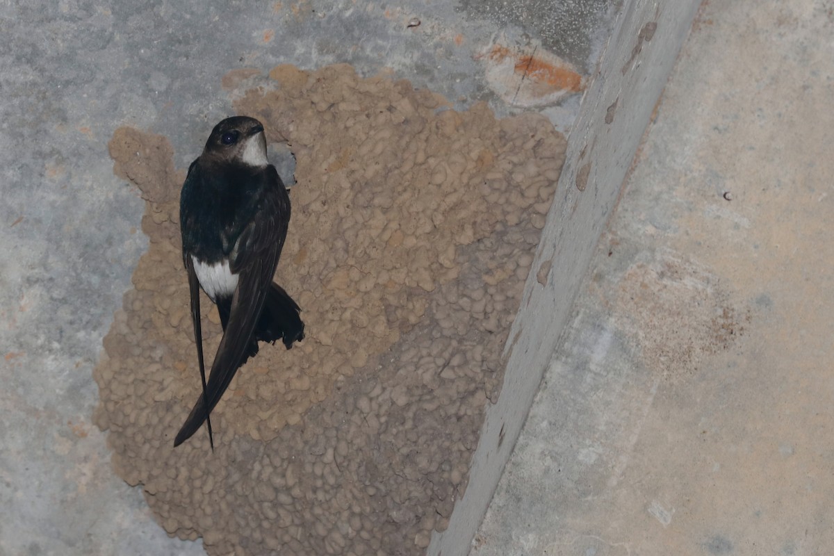 House Swift - ML644697046