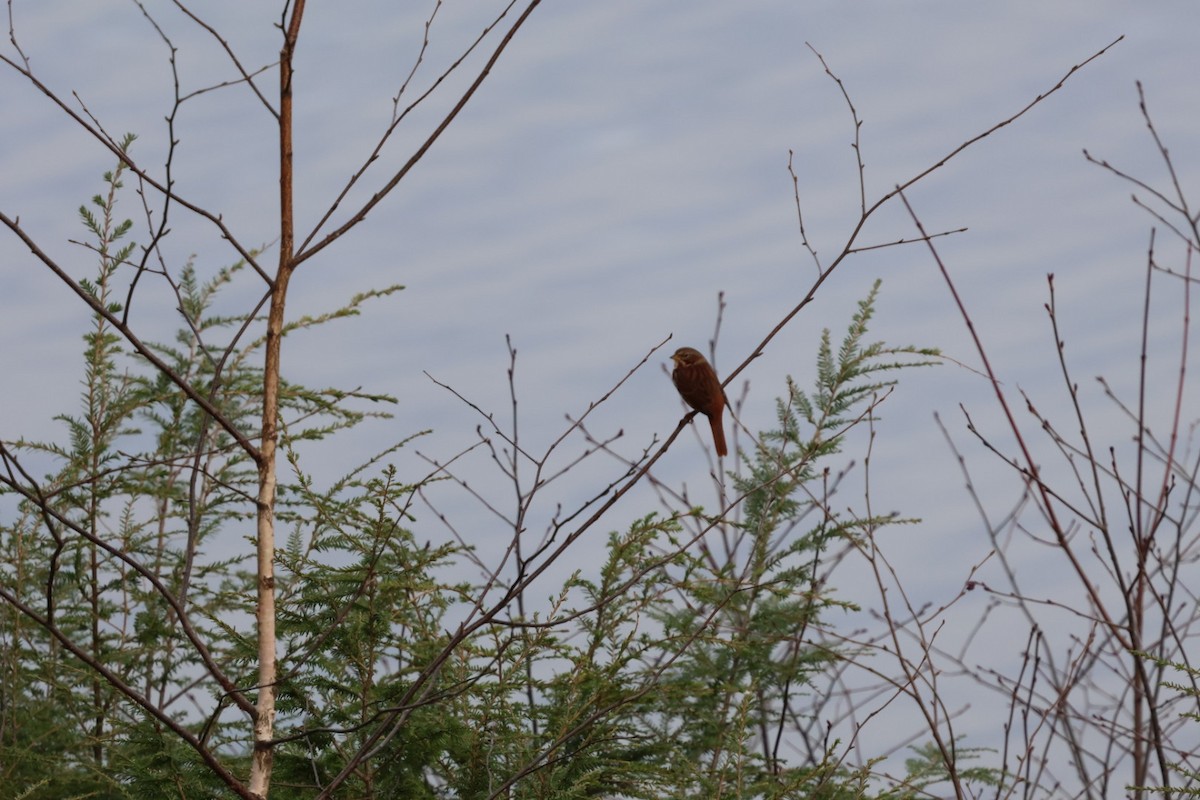 Fox Sparrow (Red) - ML644697052