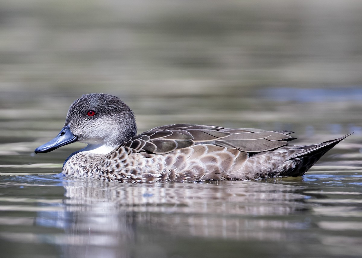 Kızıl Çamurcun - ML644697061