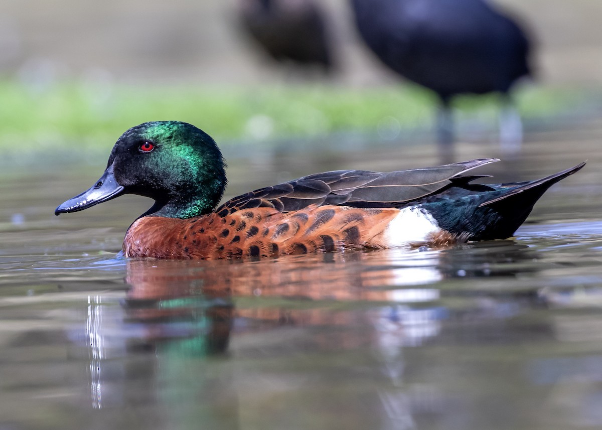 Kızıl Çamurcun - ML644697062